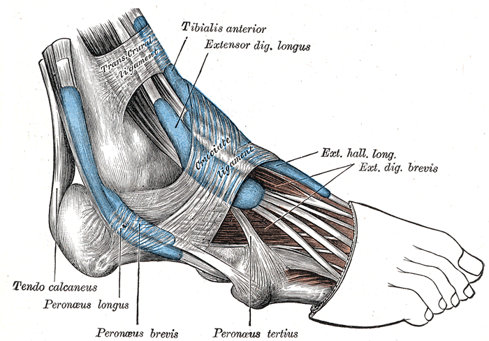 The Mucous sheaths of the tendons around the ankle (lateral view)2